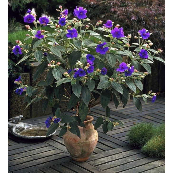 Jual Fahriorchid Tibouchina Purple Glory Bush Rajin Bunga Kuat