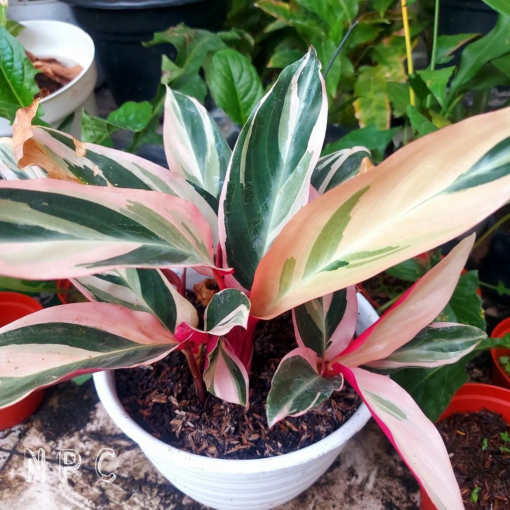 Jual TANAMAN HIAS CALATHEA MULTICOLOR CALATHEA HOLAND Shopee Indonesia