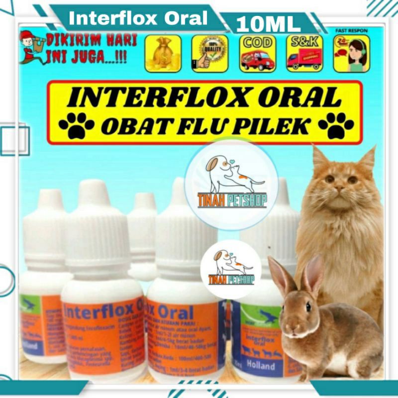 Jual Obat Flu Kelinci Kucing Interflox Oral Ml Gangguan