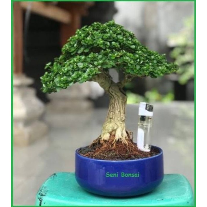 Jual Bahan Bonsai Sancang Premna Micropila Shopee Indonesia