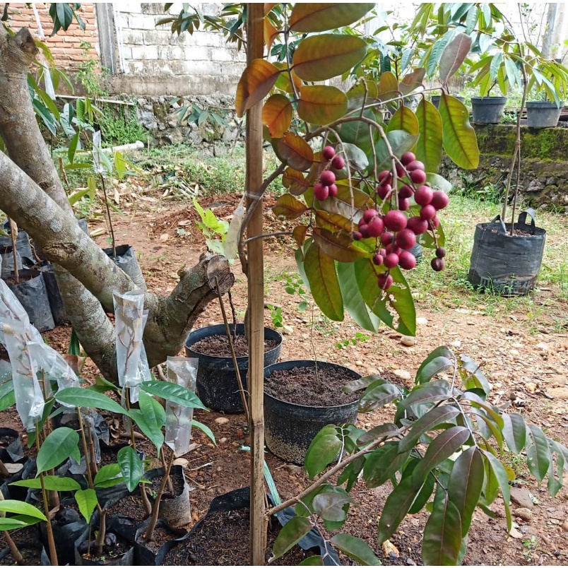 Jual Pohon Kelengkeng Merah Ruby Longan Asli Sudah Berbuah Shopee