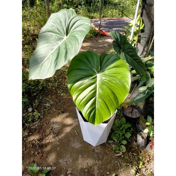 Jual Philodendron Mc Dowel Tanaman Hias Hidup Shopee Indonesia