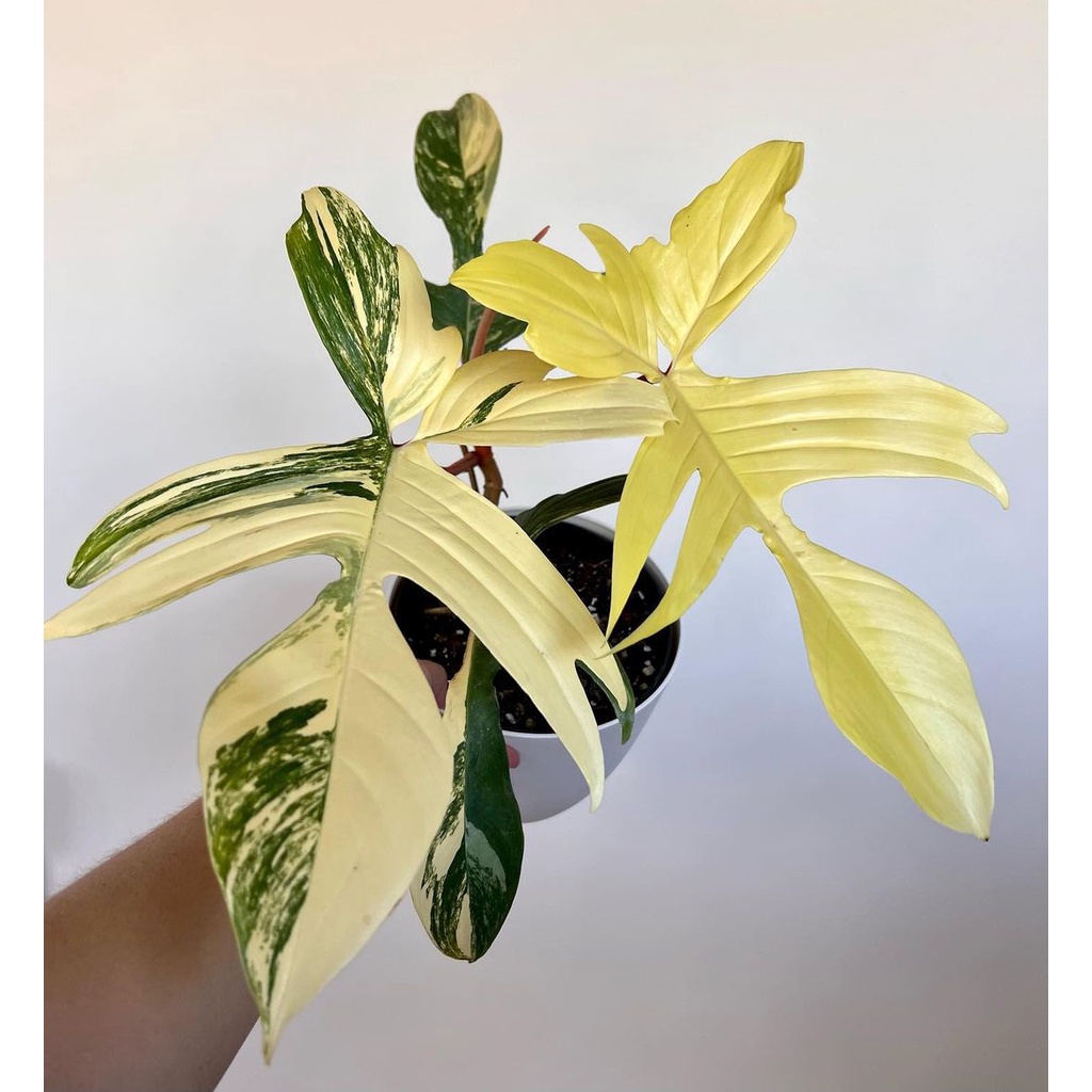 Jual Tanaman Philodendron Florida Beauty Variegata Flobe Varigata