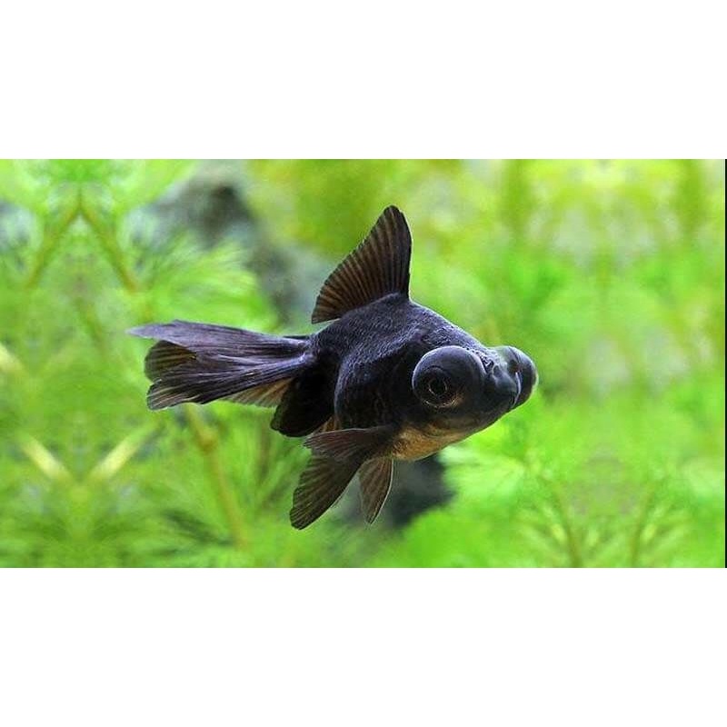 Jual Ikan Mas Koki Goldfish Blackmoor Shopee Indonesia