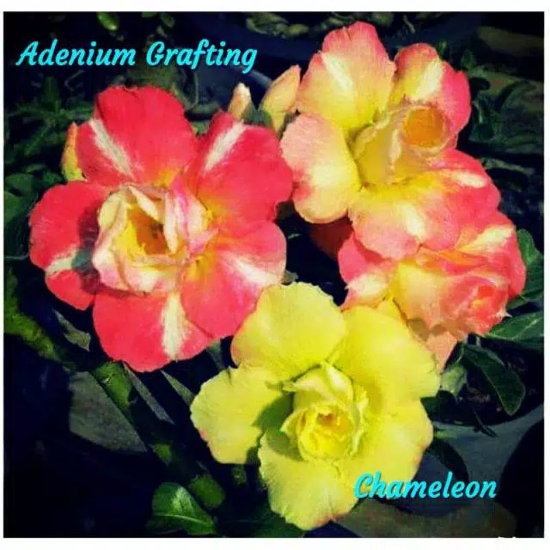 Jual Adenium Bunga Tumpuk Chameleon Shopee Indonesia