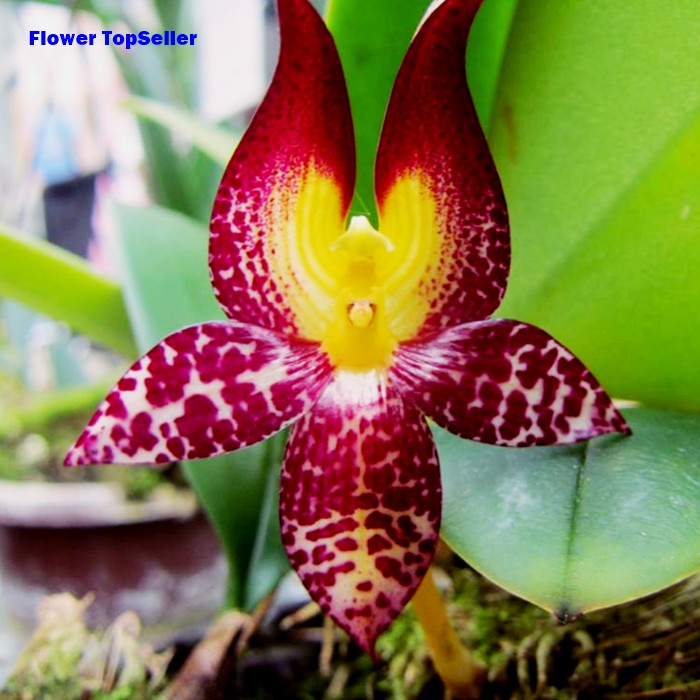 Jual Anggrek Bulbophyllum Macranthum Anggrek Bunga Anggrek