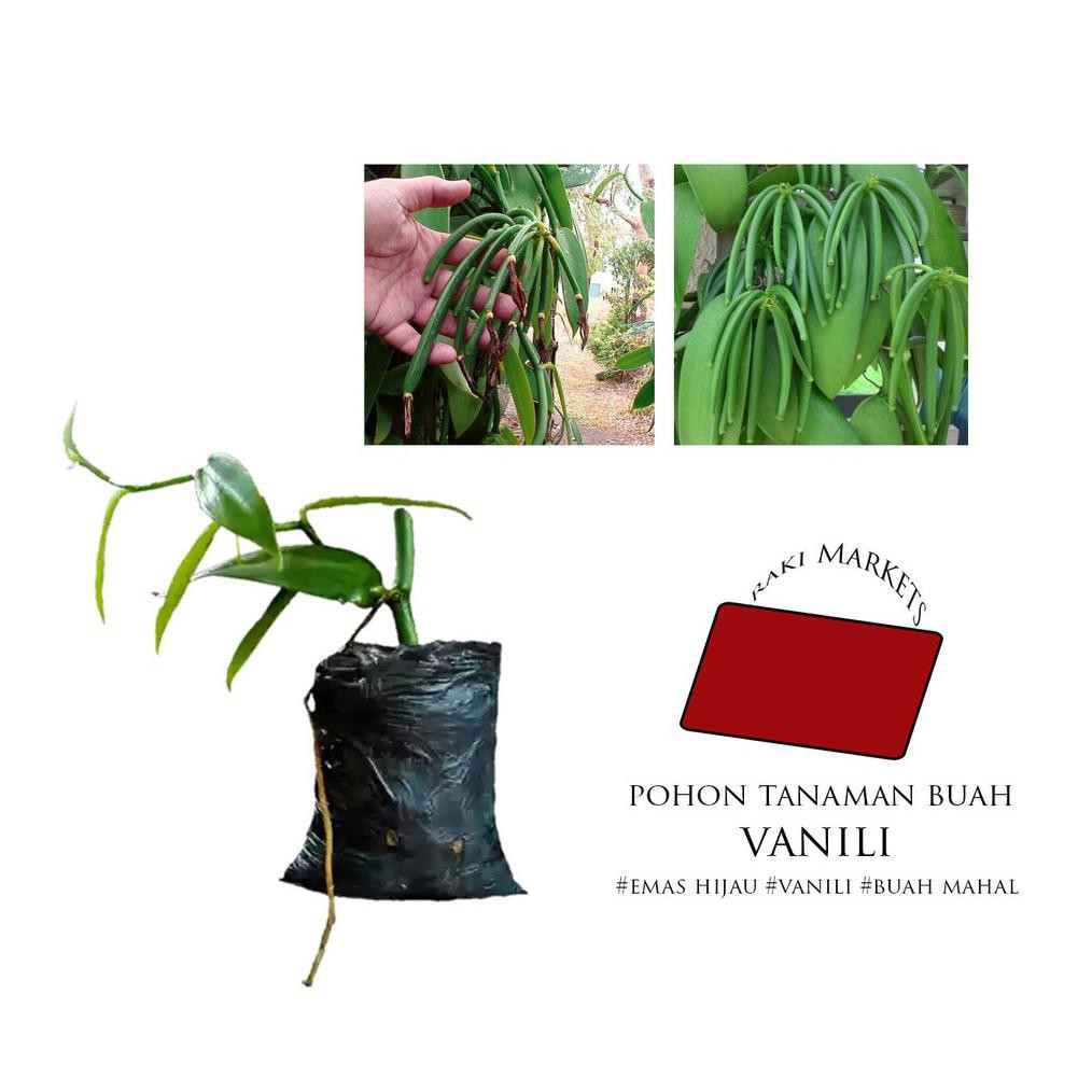 Jual Lt Tanaman Buah Vanili Bibit Pohon Vanilli Rambat Shopee