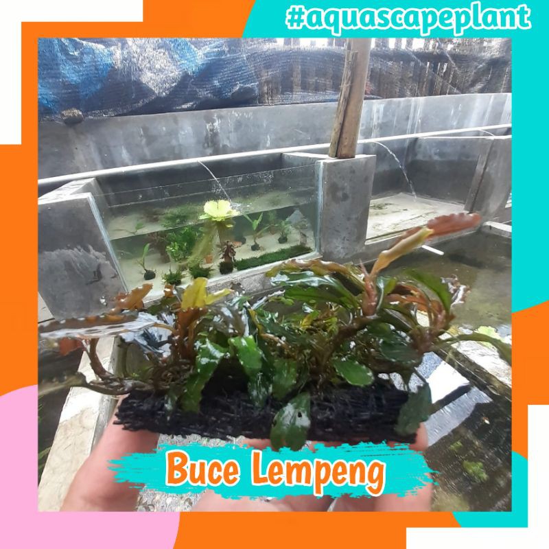 Jual Buce Media Lempeng Pakis Tanaman Aquascape Tanaman Air