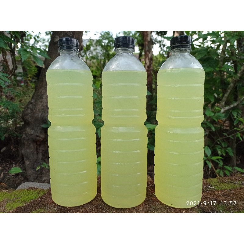 Jual Kefir Whey Liter Probiotik Susu Sapi Murni Fermentasi Bibit