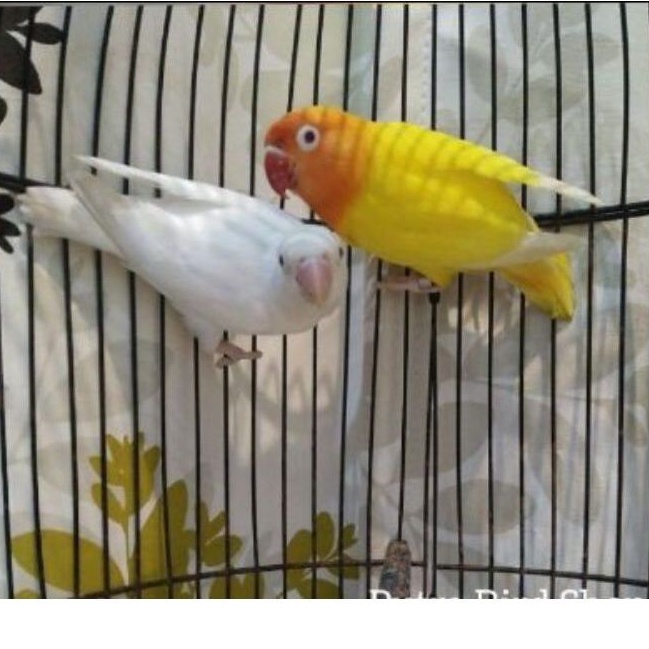 Jual Lovebird Lutino Dan Albino Mata Merah Murah Shopee Indonesia