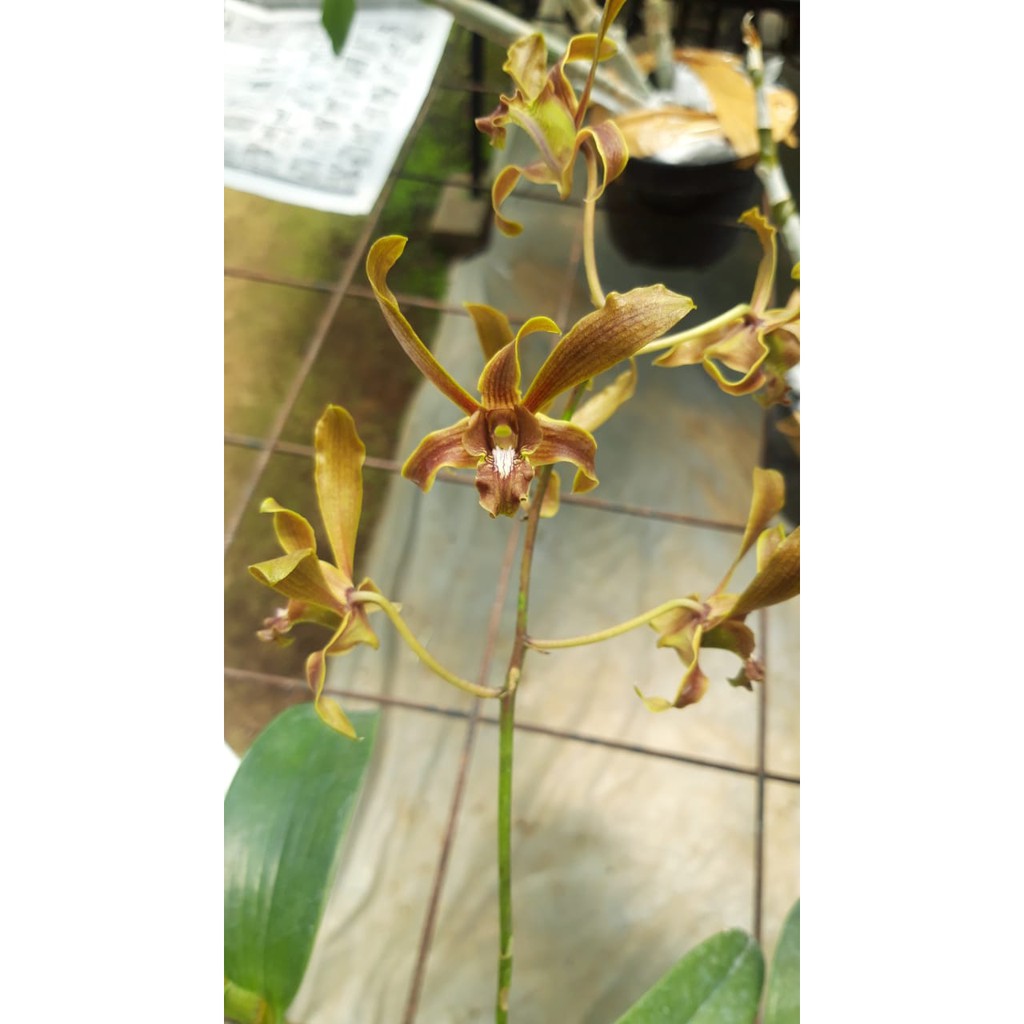 Jual Seedling Anggrek Dendrobium Mirbelianum Kaimana Sunset X Husmadi