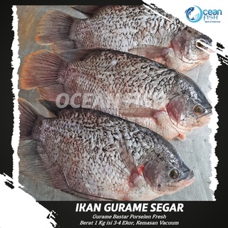 Jual Ikan Gurame Segar Fresh Gourame Fish Gurame Segar Bersih