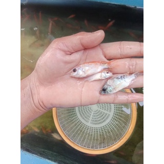 Jual Bibit Ikan Nila Bangkok Shopee Indonesia