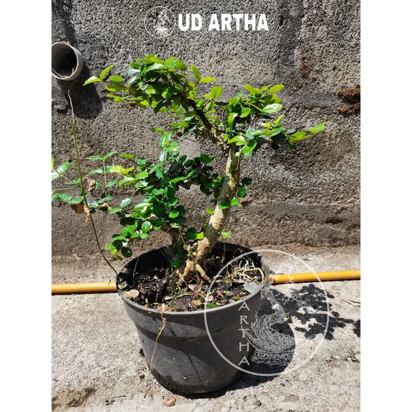 Jual Bahan Bonsai Mirten Ud Artha Bonsai Shopee Indonesia