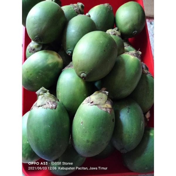 Jual Kg Buah Pinang Buah Jambe Murah Muda Masih Segar Shopee Indonesia