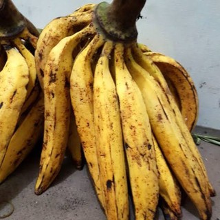 Jual Pisang Tanduk Jumbo Gr Gr Matang Pohon Per Buah Shopee