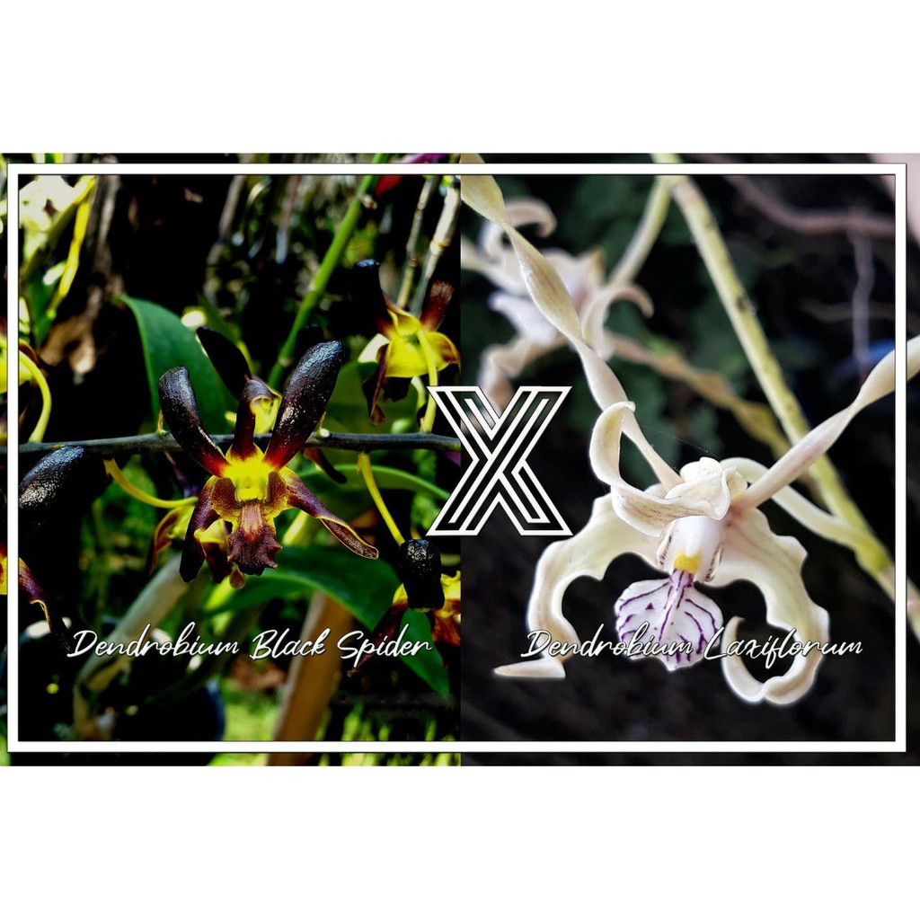 Jual Seedling Anggrek Dendrobium Black Spider X Laxiflorum Seedling