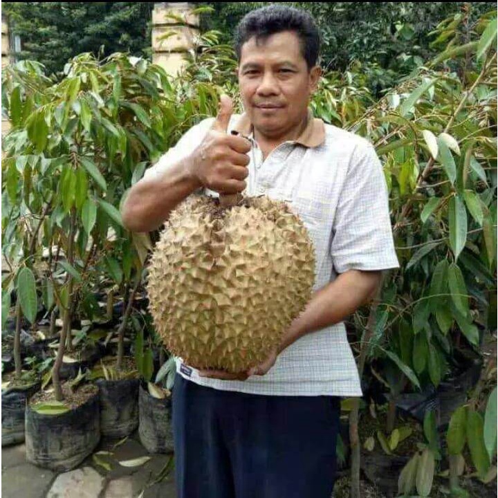 Jual Bibit Buah Durian Montong Siap Buah Bisa Ditanam Di Tabulapot