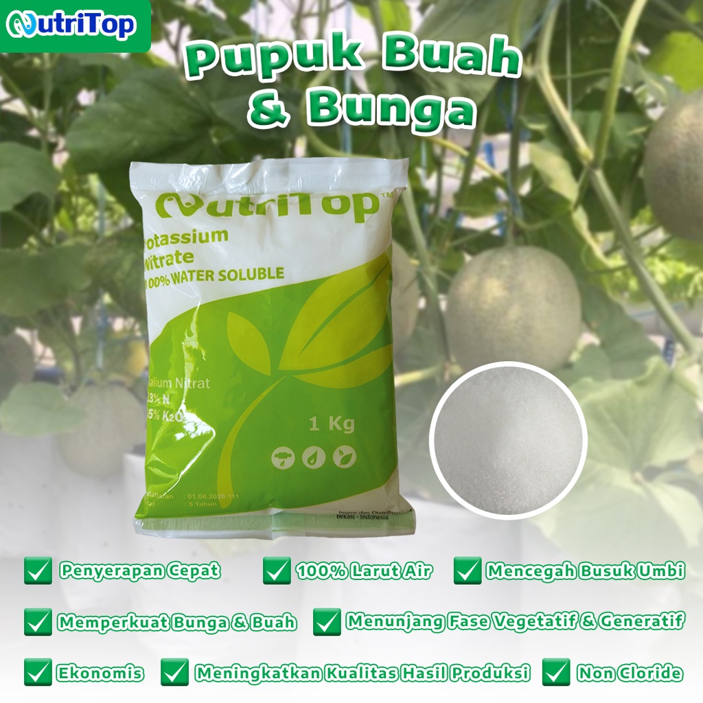 Jual Pupuk Buah Bunga Potassium Nitrate Kno Nutritop Kg Shopee