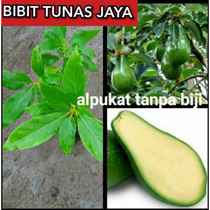 Jual Bibit Alpukat Tanpa Biji H I Shopee Indonesia