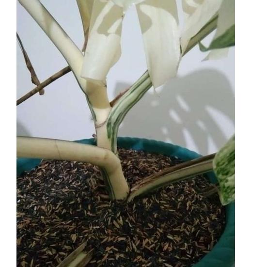 Jual Paling Sesuai Bonggol Bibit Monstera King Variegata Shopee