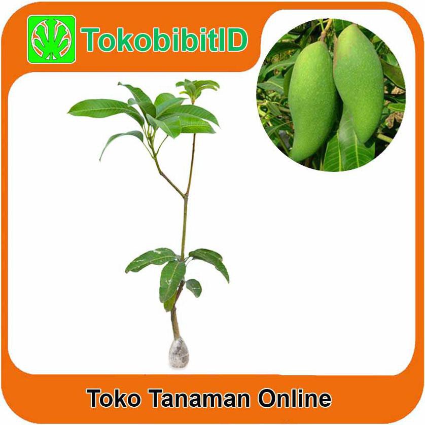 Jual Idle Tanaman Buah Mangga Falan Cm Bog Promo Shopee Indonesia