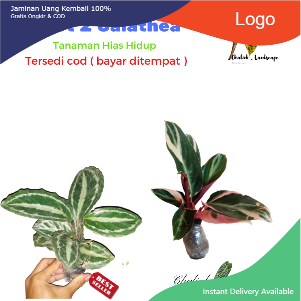 Jual Paket Hemat 2 Jenis Tanaman Hias Bunga Calathea Meranti Dan