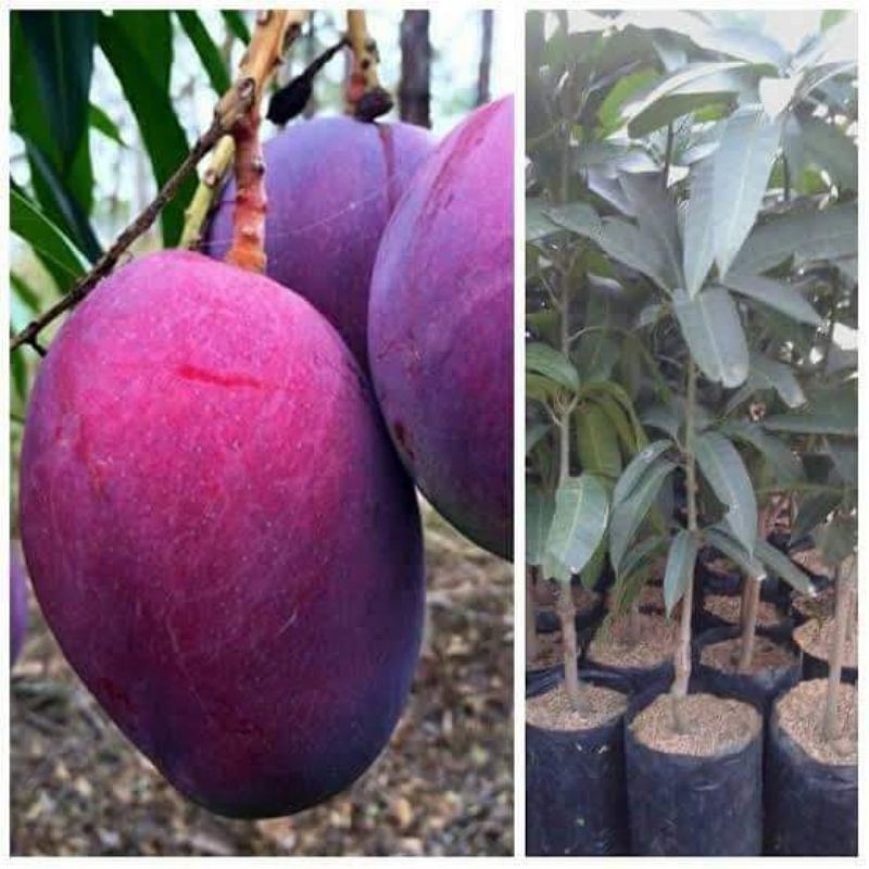 Jual Bibit Mangga Irwin Atau Mangga Ungu Shopee Indonesia