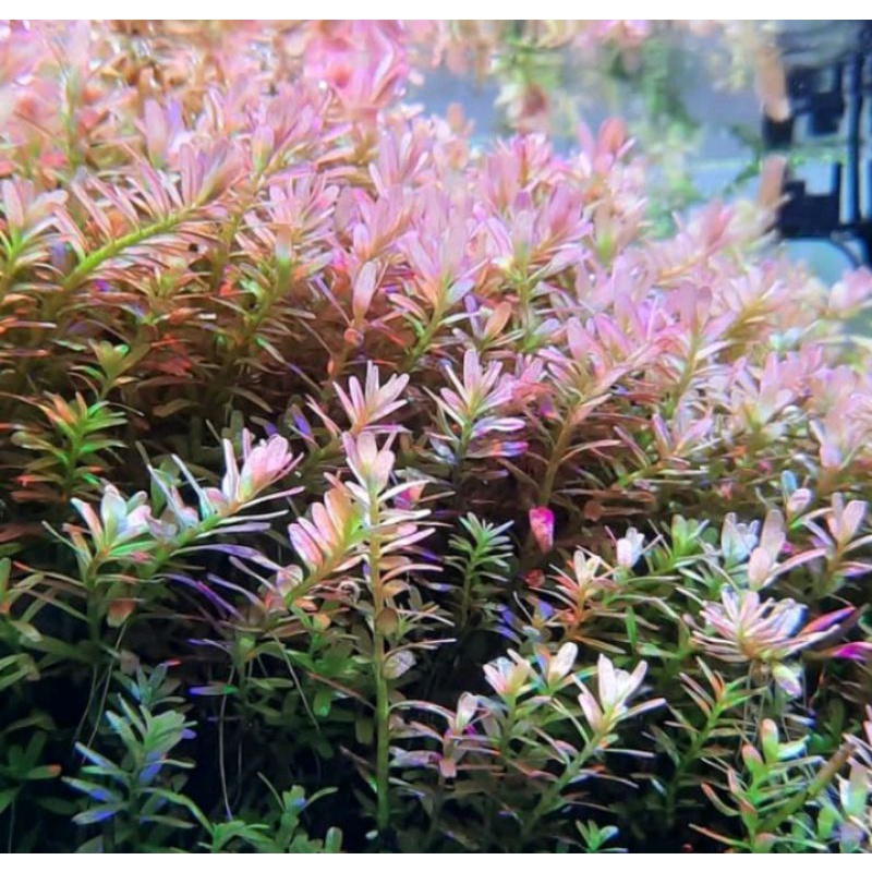 Jual Rotala Bsd Tanaman Aquascape Stemp Plant Shopee Indonesia