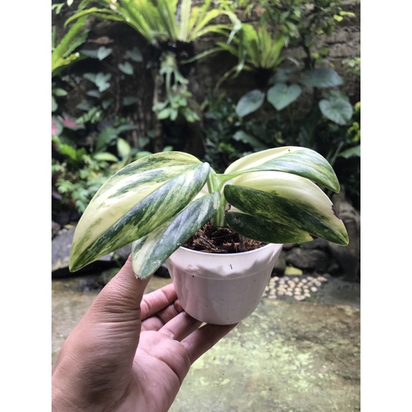 Jual Standleyana Variegata Yellow Monstera Indonesia Shopee Indonesia