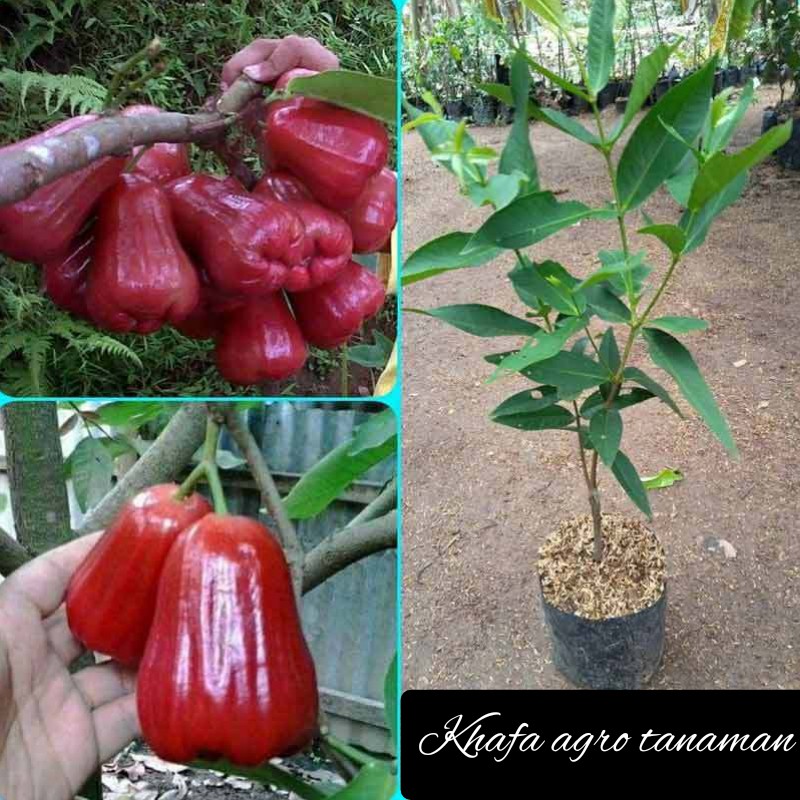 Jual Bibit Jambu Air Citra Super Genjah Shopee Indonesia