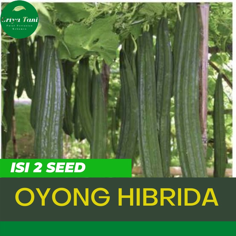 Jual Benih Bibit Oyong Hibrida F1 Sayuran Rambat Gambas Gsndia Unggul