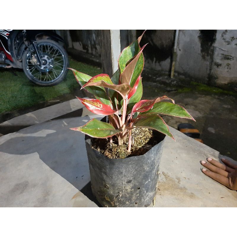 Jual TANAMAN HIAS AGLAONEMA SIAM AURORA INDUK RUMPUN Shopee Indonesia