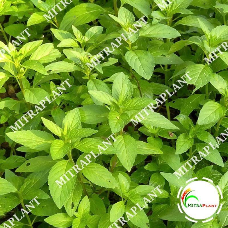 Jual Bibit Pohon Peppermint Tanaman Daun Peppermin Daun Mint