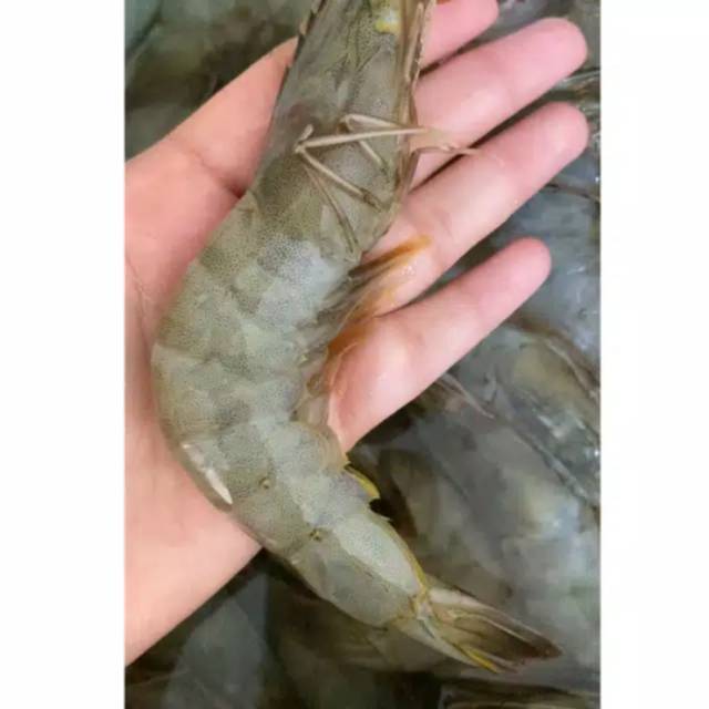 Jual Udang Vaname Besar Segar Gram Gram Sayur Medan Shopee