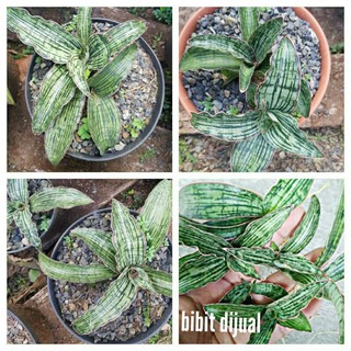 Jual Bibit Tanaman Sansevieria Lidah Mertua Cleopatra Bunga Sukulen