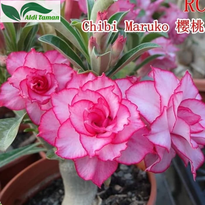 Jual PROMO Tanaman Hias Bunga Adenium Tumpuk Kamboja Jepang Id