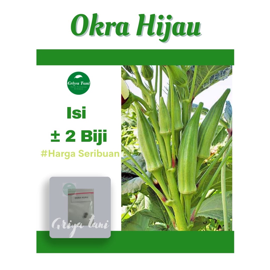 Jual Benih Bibit Okra Hijau F1 Bibit Sayuran Buah Know You Seed Okra