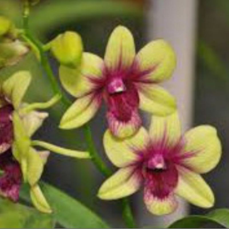 Jual Anggrek Dendrobium Tongchai X Burana Dewasa Shopee Indonesia