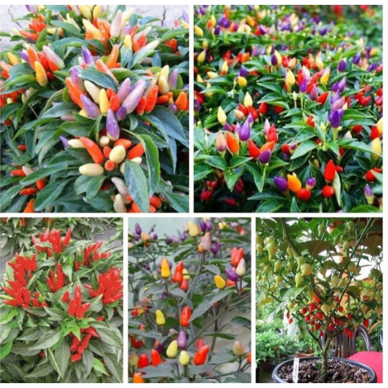 Jual Tanaman Hias Cabai Pelangi Cabe Hias Indonesia Shopee Indonesia