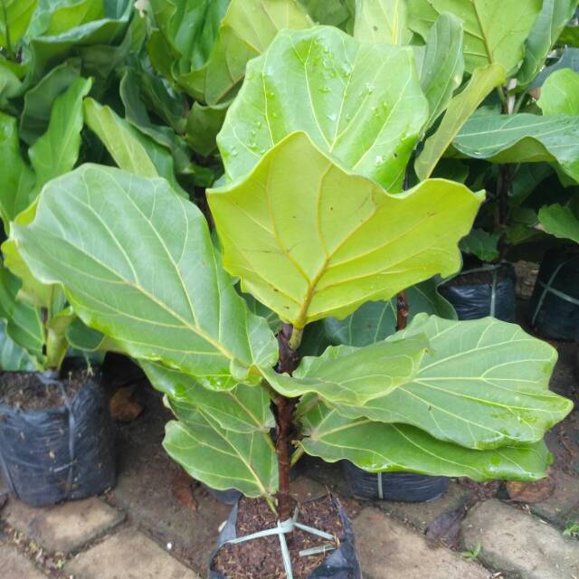 Jual Tanaman Hias Biola Cantik Tanaman Pot Ketapang Biola Shopee