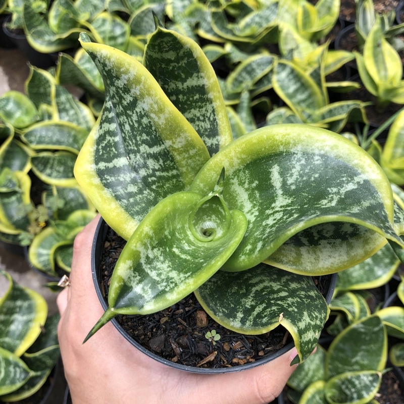 Jual Kaktus Sekulen Sansevieria Twister Tsunami Indonesia Shopee Indonesia