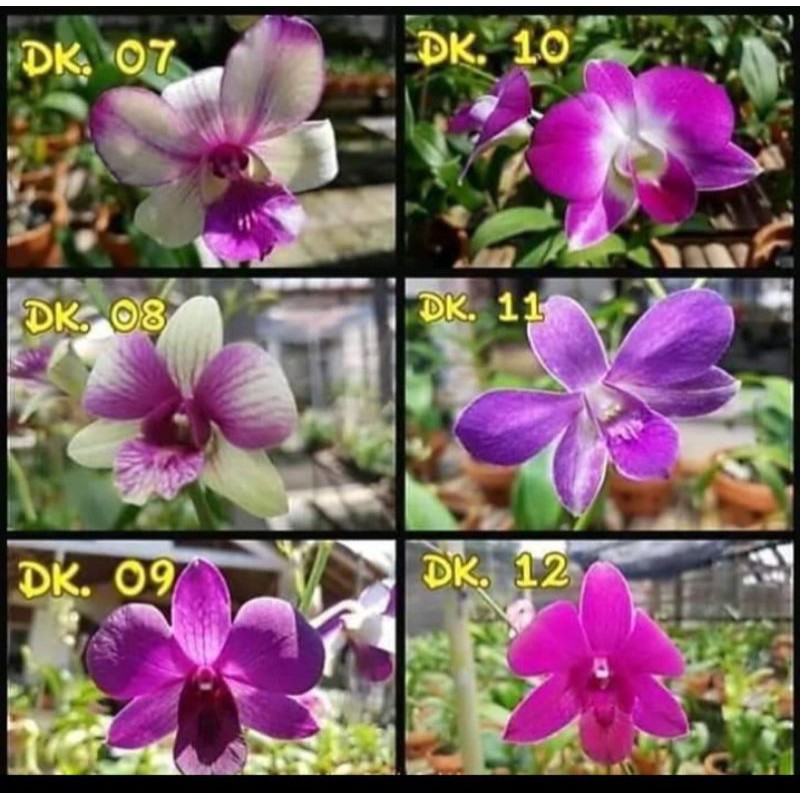 Jual Pra Remaja Dendrobium Shopee Indonesia