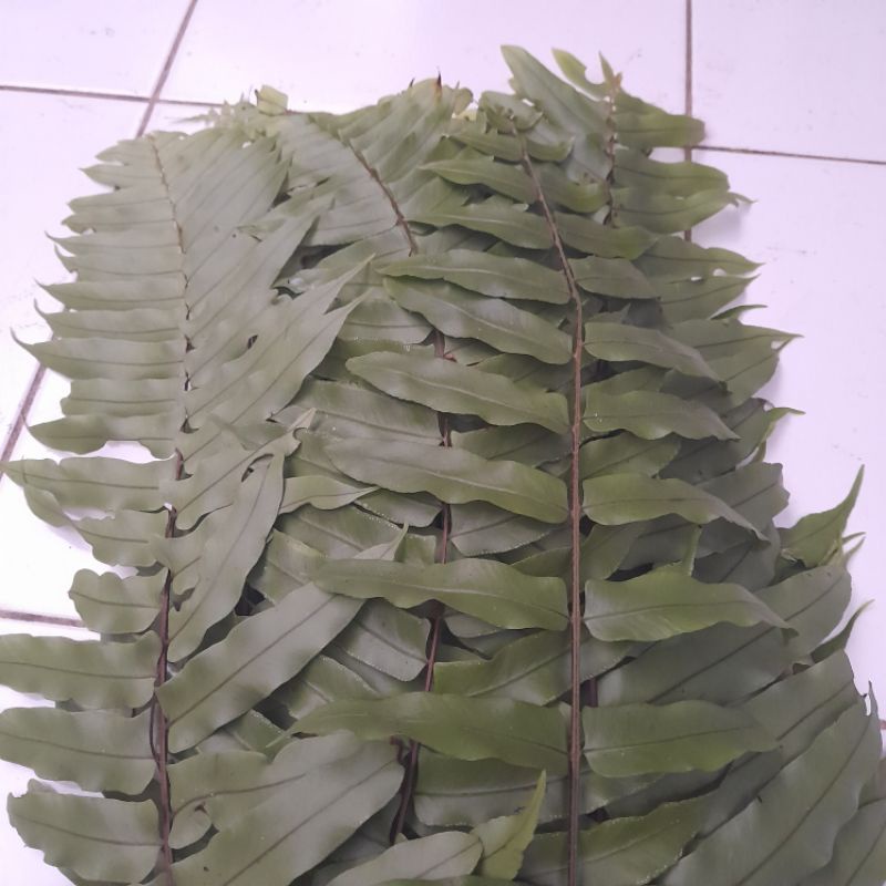 Jual DAUN KELAKAI PAKIS JAWA SEGAR DAUN KELAKAI JAWA SEGAR Per 500