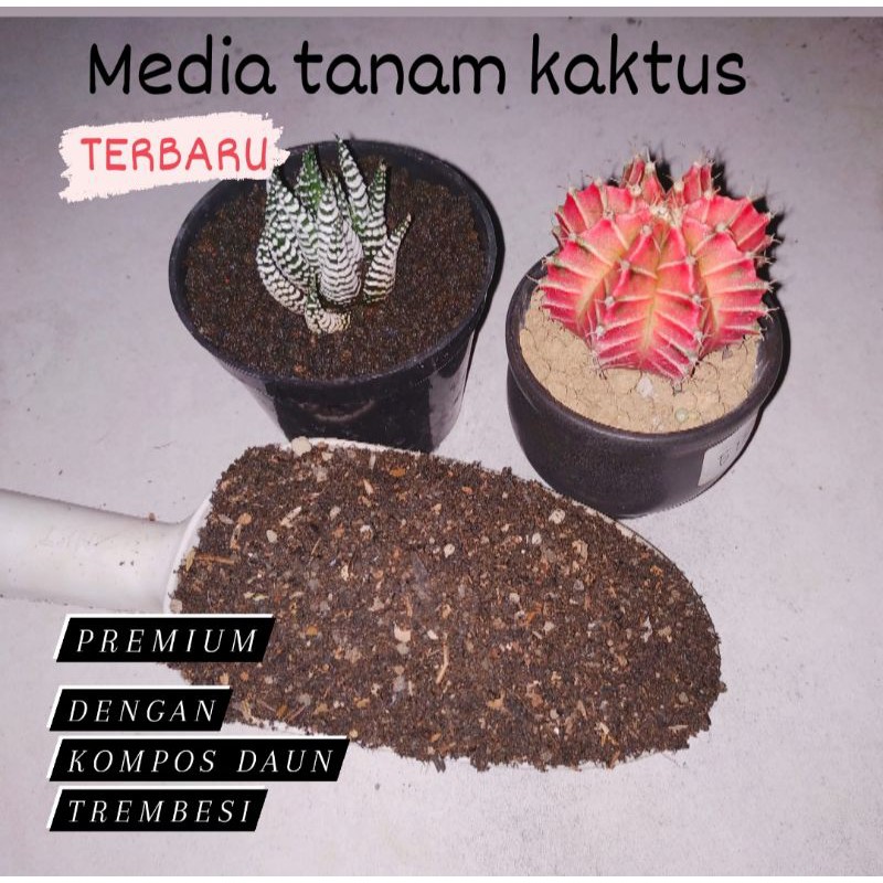 Jual Media Tanam Kaktus Sukulen Lithop Euphorbia Adenium Gymno Shopee