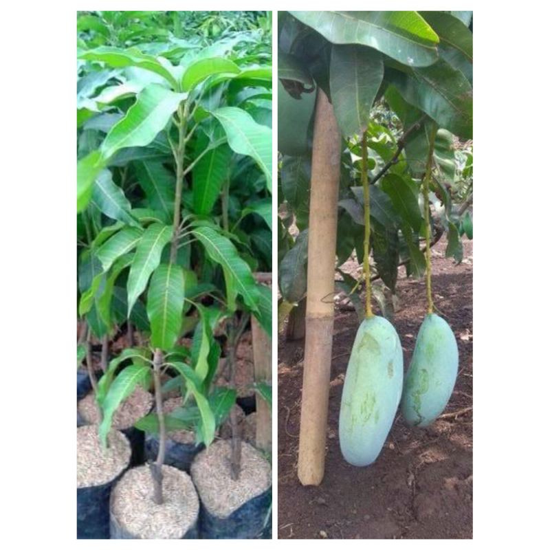 Jual Bibit Mangga Mahatir Jumbo Genjah Berbuah Shopee Indonesia