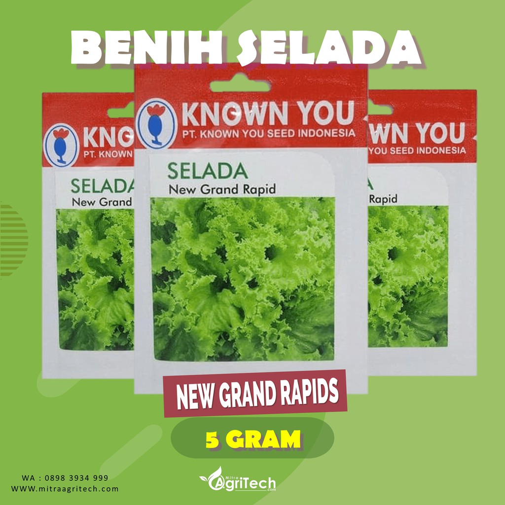 Jual Benih Bibit Selada Hijau New Grand Rapid Isi Gram Known You Seed