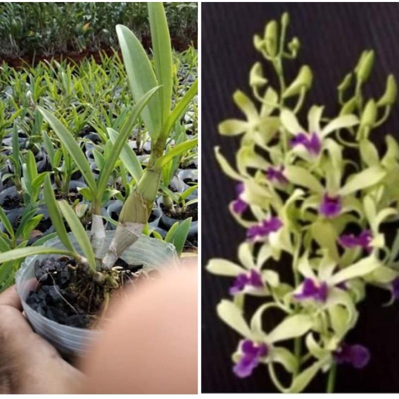 Jual Dendrobium Dr Uthai Wangi Wonleng Indonesia Shopee Indonesia