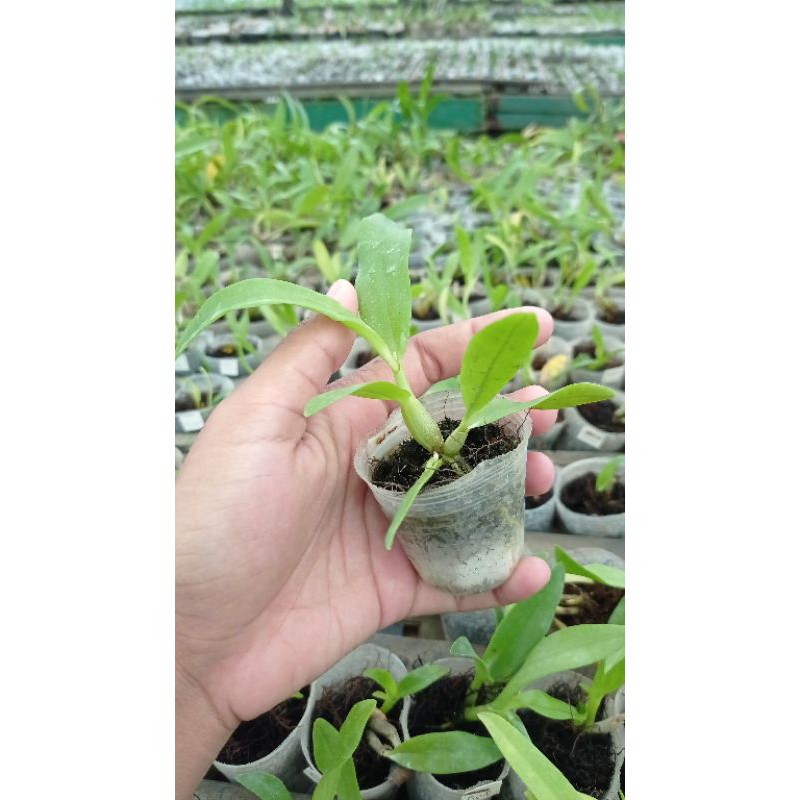 Jual Bibit Dendrobium Spesies Shopee Indonesia