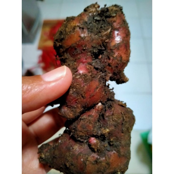 Jual Jahe Merah Segar 1kg Shopee Indonesia